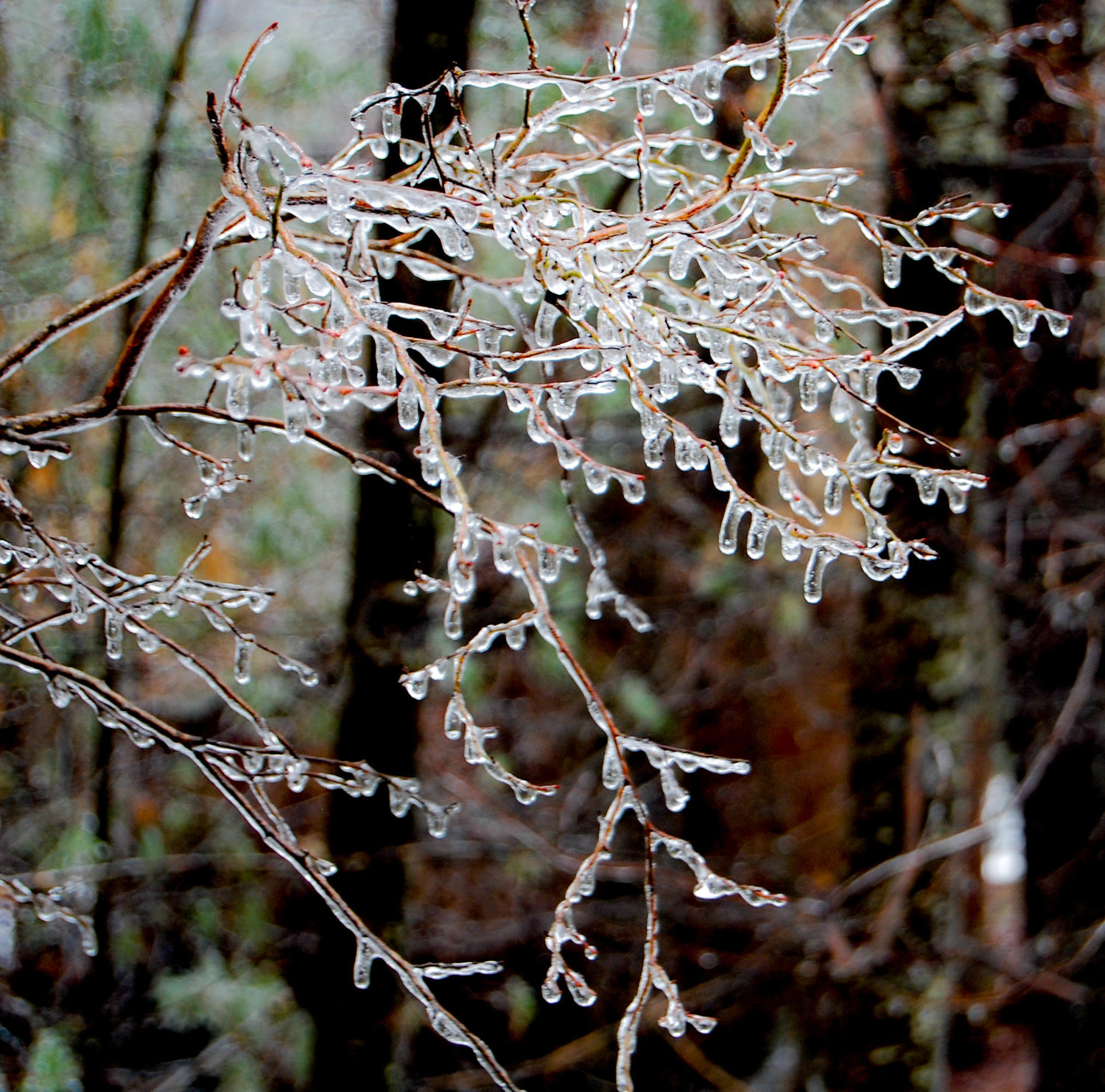 While not a fan of freezing temperatures, I have to admit that the ice makes for pretty pictures!